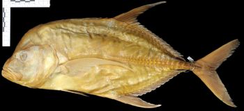 Media type: image;   Ichthyology 17348 Aspect: lateral